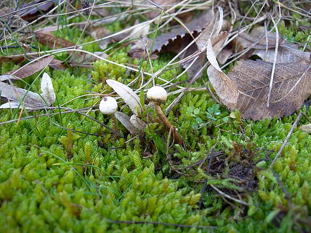 I  Funghi  dopo  l''Uragano